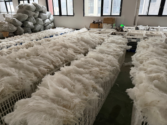 Raw feather stock warehouse